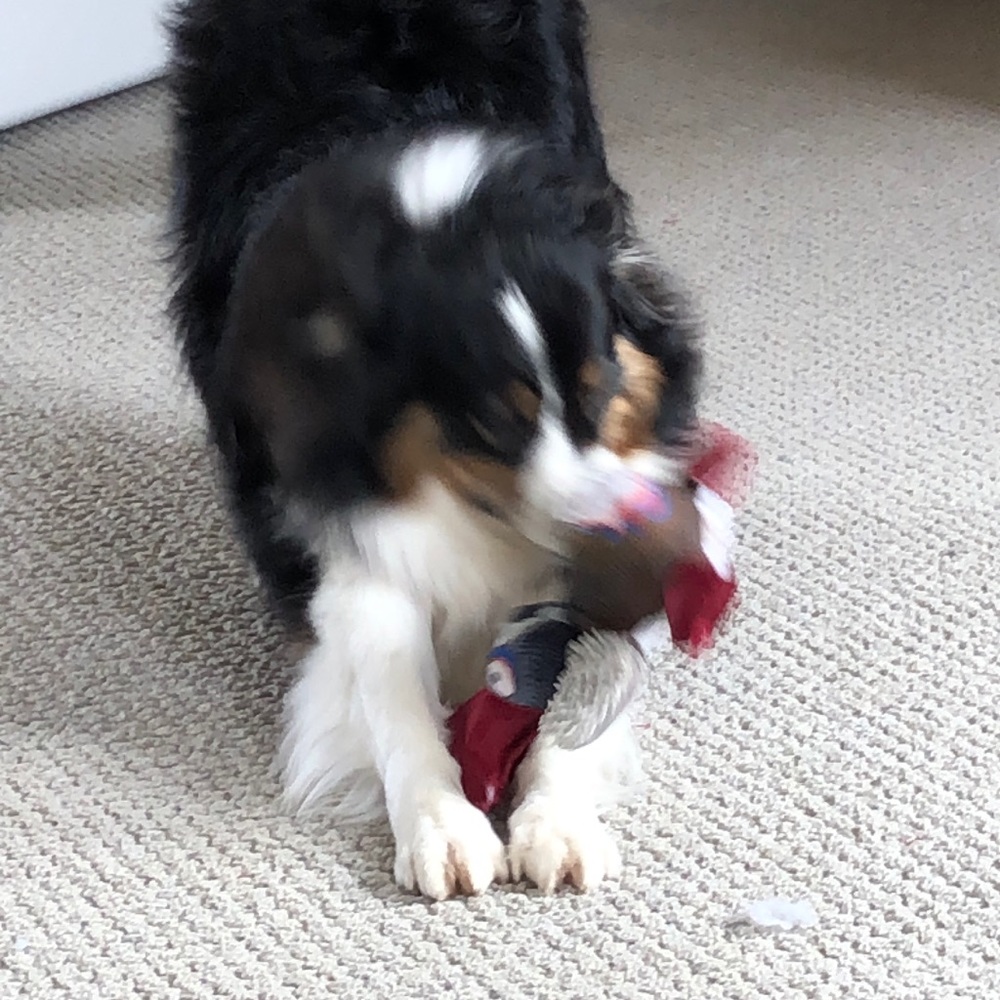 Meet your Posher, Shelley